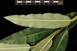 Salix ×smithiana. Leaf lower surface.
 Image: D. Glenny © Landcare Research 2020 CC BY 4.0